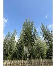 Blumenesche 'Obelisk' | Fraxinus ornus 'Obelisk' Blumenesche 'Obelisk' | Fraxinus ornus 'Obelisk'