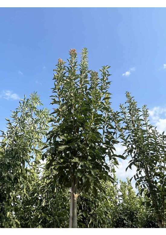 Blumenesche 'Obelisk' | Fraxinus ornus 'Obelisk' Blumenesche 'Obelisk' | Fraxinus ornus 'Obelisk'
