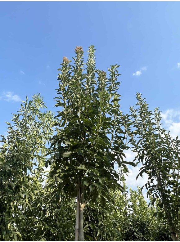 Blumenesche 'Obelisk' | Fraxinus ornus 'Obelisk' Blumenesche 'Obelisk' | Fraxinus ornus 'Obelisk'