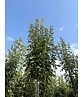 Blumenesche 'Obelisk' | Fraxinus ornus 'Obelisk'