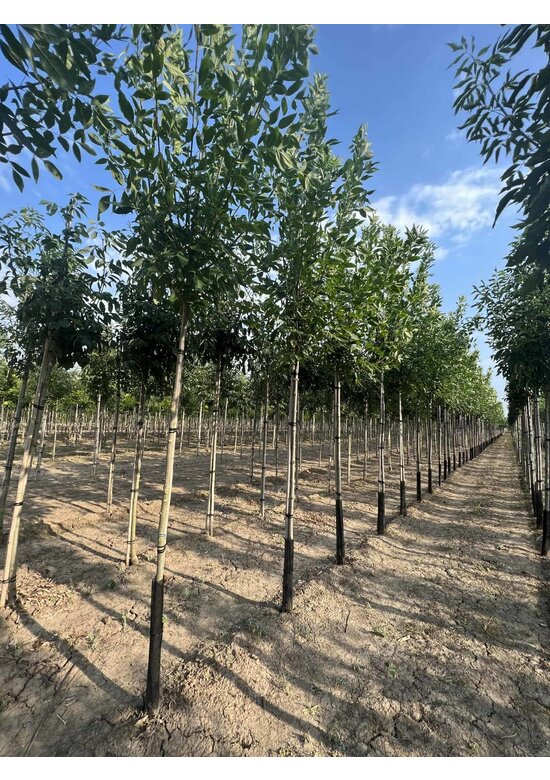 Rotesche 'Summit' | Fraxinus pennsylvanica 'Summit'