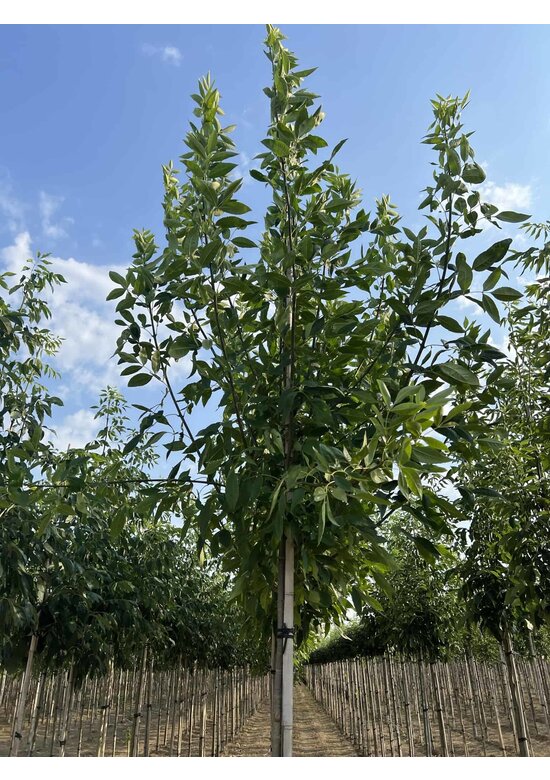 Rotesche 'Summit' | Fraxinus pennsylvanica 'Summit'
