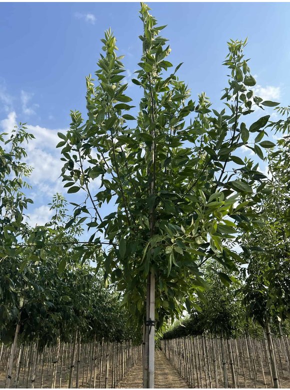 Rotesche 'Summit' | Fraxinus pennsylvanica 'Summit' Rotesche 'Summit' | Fraxinus pennsylvanica 'Summit'