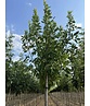 Rotesche 'Summit' | Fraxinus pennsylvanica 'Summit'