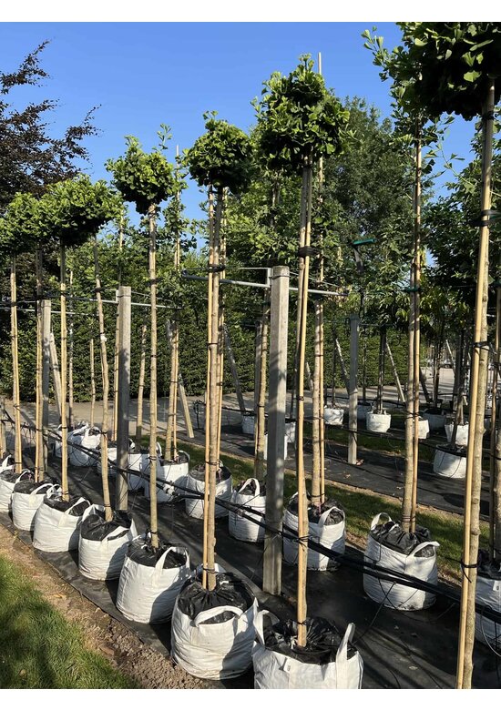 Kugel-Ginkgobaum - Fächerblattbaum 'Mariken' | Ginkgo biloba 'Mariken'