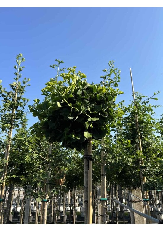 Kugel-Ginkgobaum - Fächerblattbaum 'Mariken' | Ginkgo biloba 'Mariken'