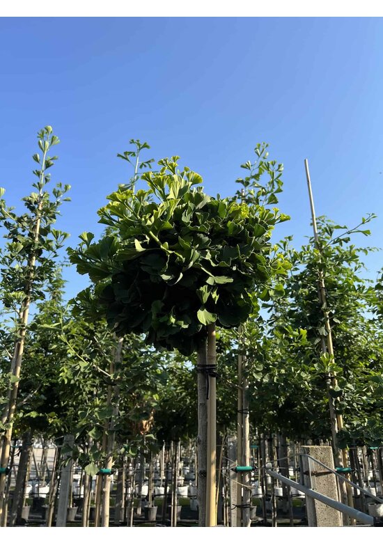 Kugel-Ginkgobaum - Fächerblattbaum 'Mariken' | Ginkgo biloba 'Mariken'