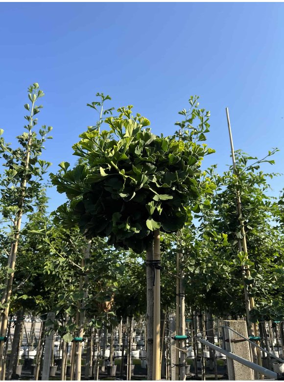 Kugel-Ginkgobaum - Fächerblattbaum 'Mariken' | Ginkgo biloba 'Mariken' Kugel-Ginkgobaum - Fächerblattbaum 'Mariken' | Ginkgo biloba 'Mariken'
