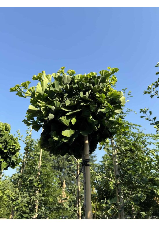 Kugel-Ginkgobaum - Fächerblattbaum 'Mariken' | Ginkgo biloba 'Mariken'