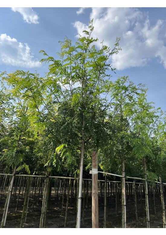 Lederhülsenbaum - Gleditschie 'Skyline' | Gleditsia triacanthos 'Skyline'