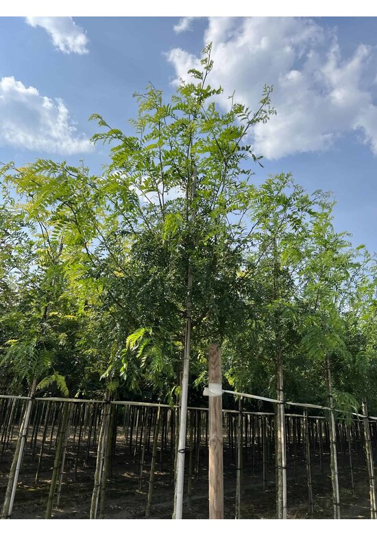 Lederhülsenbaum - Gleditschie 'Skyline' | Gleditsia triacanthos 'Skyline'