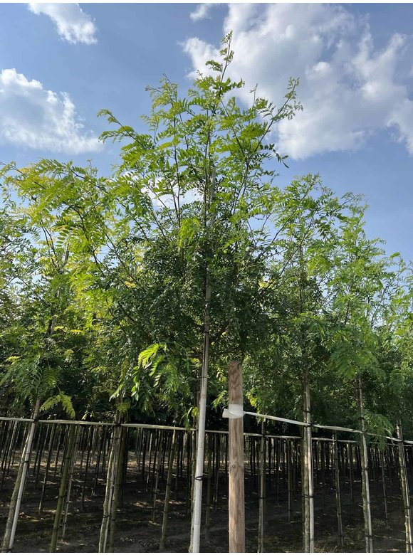 Lederhülsenbaum - Gleditschie 'Skyline' | Gleditsia triacanthos 'Skyline' Lederhülsenbaum - Gleditschie 'Skyline' | Gleditsia triacanthos 'Skyline'