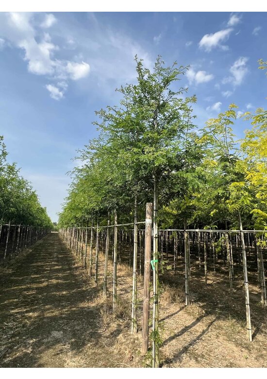 Lederhülsenbaum - Gleditschie 'Skyline' | Gleditsia triacanthos 'Skyline' Lederhülsenbaum - Gleditschie 'Skyline' | Gleditsia triacanthos 'Skyline'