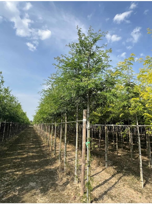 Lederhülsenbaum - Gleditschie 'Skyline' | Gleditsia triacanthos 'Skyline' Lederhülsenbaum - Gleditschie 'Skyline' | Gleditsia triacanthos 'Skyline'