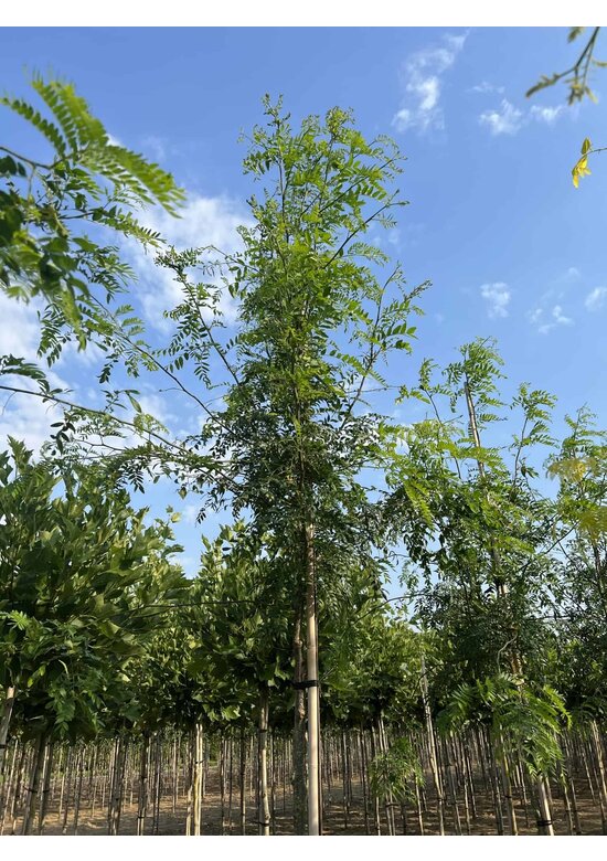 Lederhülsenbaum - Gleditschie 'Skyline' | Gleditsia triacanthos 'Skyline'