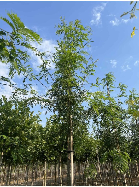 Lederhülsenbaum - Gleditschie 'Skyline' | Gleditsia triacanthos 'Skyline' Lederhülsenbaum - Gleditschie 'Skyline' | Gleditsia triacanthos 'Skyline'