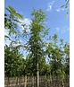 Lederhülsenbaum - Gleditschie 'Skyline' | Gleditsia triacanthos 'Skyline' Lederhülsenbaum - Gleditschie 'Skyline' | Gleditsia triacanthos 'Skyline'