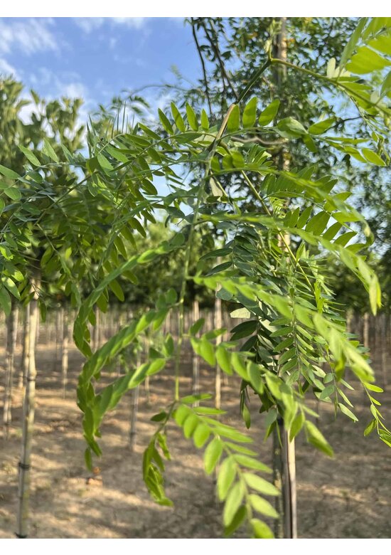 Lederhülsenbaum - Gleditschie 'Skyline' | Gleditsia triacanthos 'Skyline'