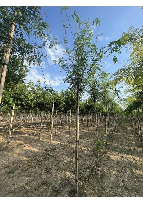 Lederhülsenbaum - Gleditschie 'Skyline' | Gleditsia triacanthos 'Skyline'