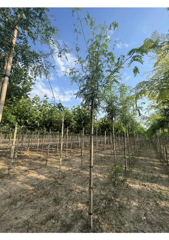 Lederhülsenbaum - Gleditschie 'Skyline' | Gleditsia triacanthos 'Skyline' Lederhülsenbaum - Gleditschie 'Skyline' | Gleditsia triacanthos 'Skyline'