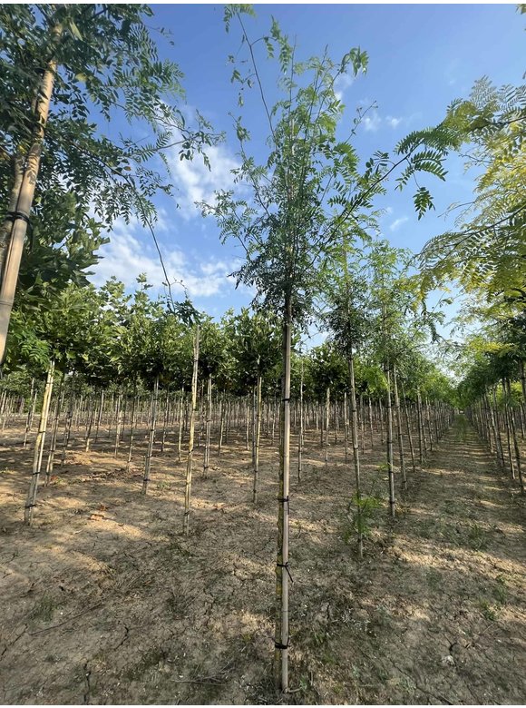 Lederhülsenbaum - Gleditschie 'Skyline' | Gleditsia triacanthos 'Skyline' Lederhülsenbaum - Gleditschie 'Skyline' | Gleditsia triacanthos 'Skyline'