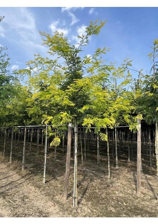 Gelber Lederhülsenbaum 'Sunburst' | Gleditsia triacanthos 'Sunburst'