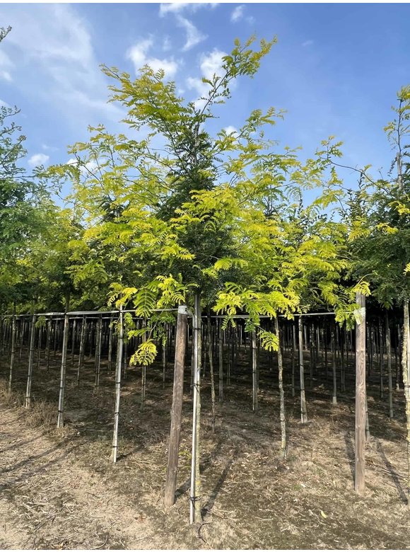 Gelber Lederhülsenbaum - Gleditschie 'Sunburst' | Gleditsia triacanthos 'Sunburst' Gelber Lederhülsenbaum - Gleditschie 'Sunburst' | Gleditsia triacanthos 'Sunburst'