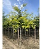 Gelber Lederhülsenbaum 'Sunburst' | Gleditsia triacanthos 'Sunburst'