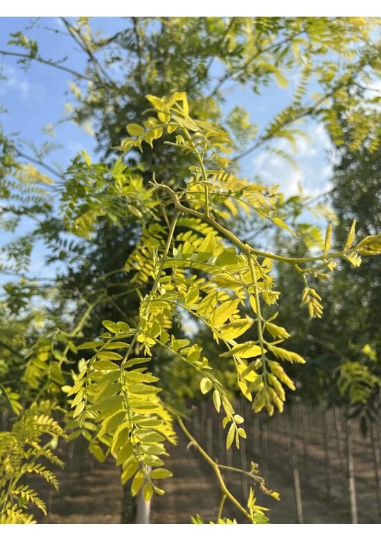 Gelber Lederhülsenbaum 'Sunburst' | Gleditsia triacanthos 'Sunburst'