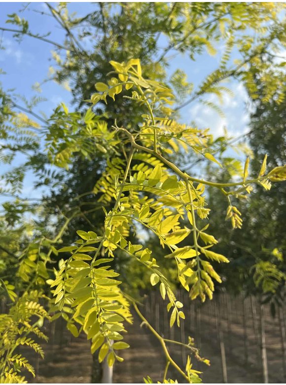 Gelber Lederhülsenbaum - Gleditschie 'Sunburst' | Gleditsia triacanthos 'Sunburst' Gelber Lederhülsenbaum - Gleditschie 'Sunburst' | Gleditsia triacanthos 'Sunburst'