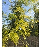 Gelber Lederhülsenbaum 'Sunburst' | Gleditsia triacanthos 'Sunburst'