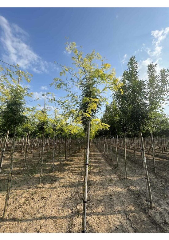 Gelber Lederhülsenbaum 'Sunburst' | Gleditsia triacanthos 'Sunburst'