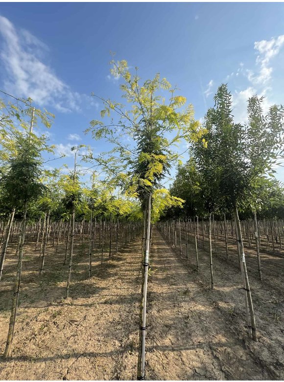 Gelber Lederhülsenbaum - Gleditschie 'Sunburst' | Gleditsia triacanthos 'Sunburst' Gelber Lederhülsenbaum - Gleditschie 'Sunburst' | Gleditsia triacanthos 'Sunburst'