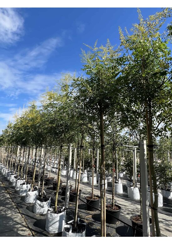 Blasenesche | Koelreuteria paniculata Blasenesche | Koelreuteria paniculata