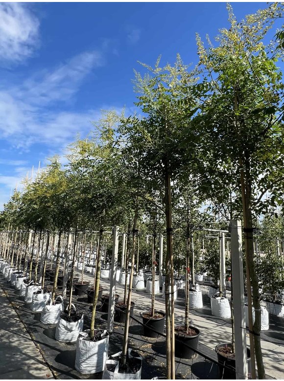 Blasenbaum - Blasenesche | Koelreuteria paniculata Blasenbaum - Blasenesche | Koelreuteria paniculata