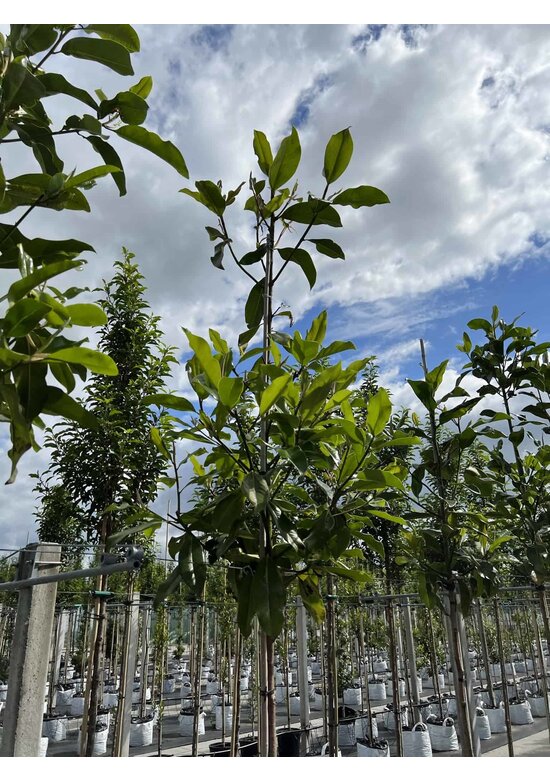 Magnolia grandiflora | Magnolia grandiflora