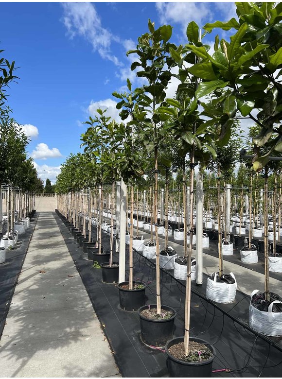 Großblättrige Magnolie | Magnolia grandiflora Großblättrige Magnolie | Magnolia grandiflora