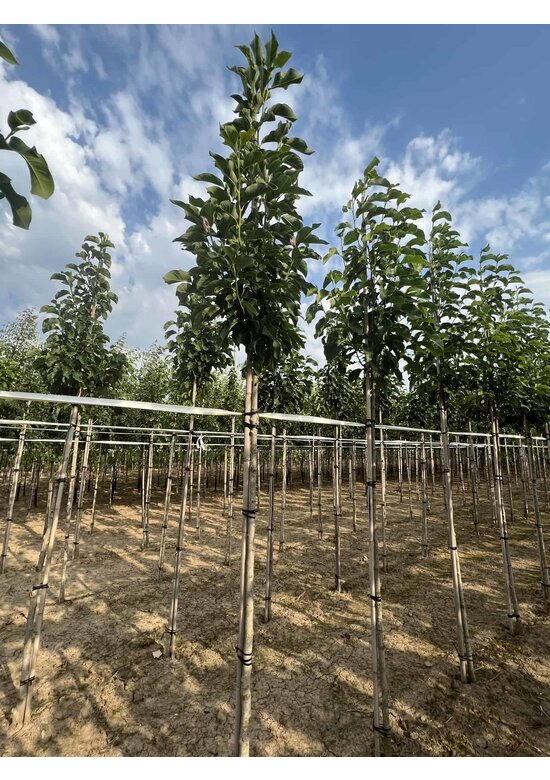 Rotblütige Magnolie 'Spectrum' | Magnolia 'Spectrum'