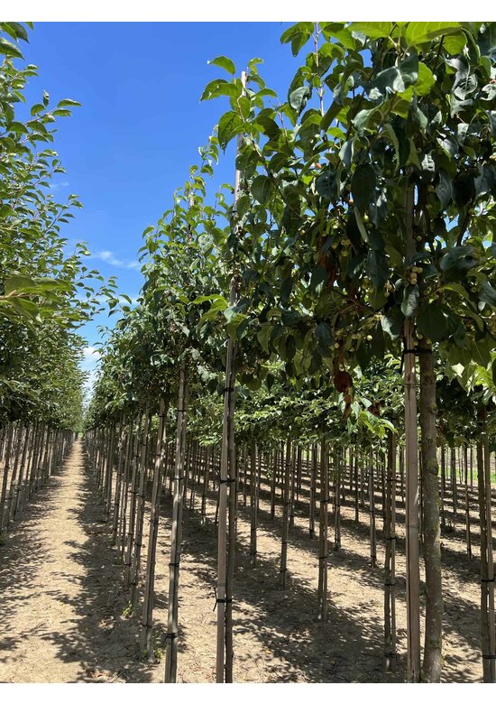 Zierapfel 'Street Parade' | Malus baccata 'Street Parade' Zierapfel 'Street Parade' | Malus baccata 'Street Parade'