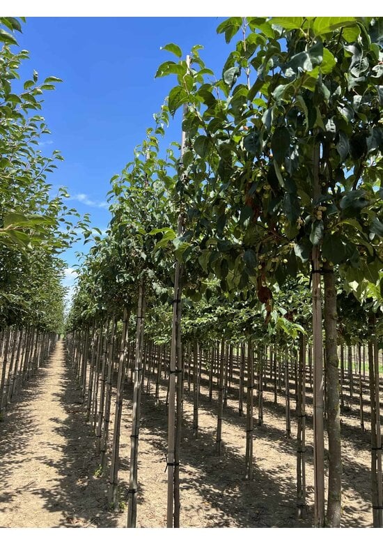 Zierapfel 'Street Parade' | Malus baccata 'Street Parade'