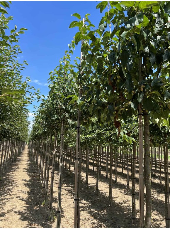 Zierapfel 'Street Parade' | Malus baccata 'Street Parade' Zierapfel 'Street Parade' | Malus baccata 'Street Parade'
