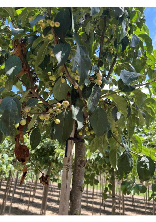 Zierapfel 'Street Parade' | Malus baccata 'Street Parade'