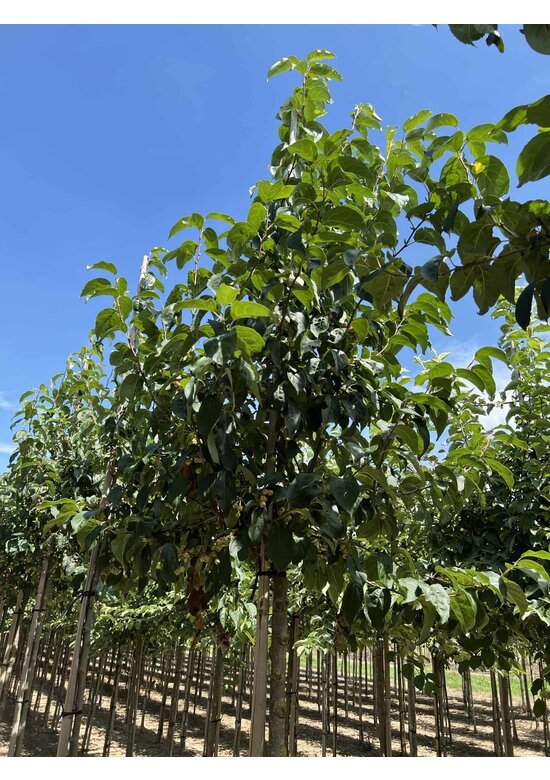 Zierapfel 'Street Parade' | Malus baccata 'Street Parade'