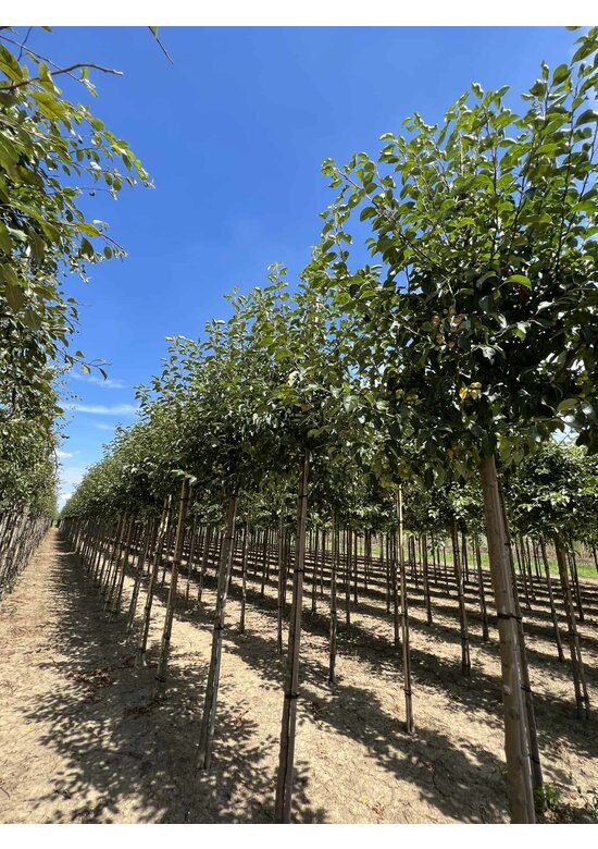 Zierapfel ‘Braendkjaer’ | Malus ‘Braendkjaer’