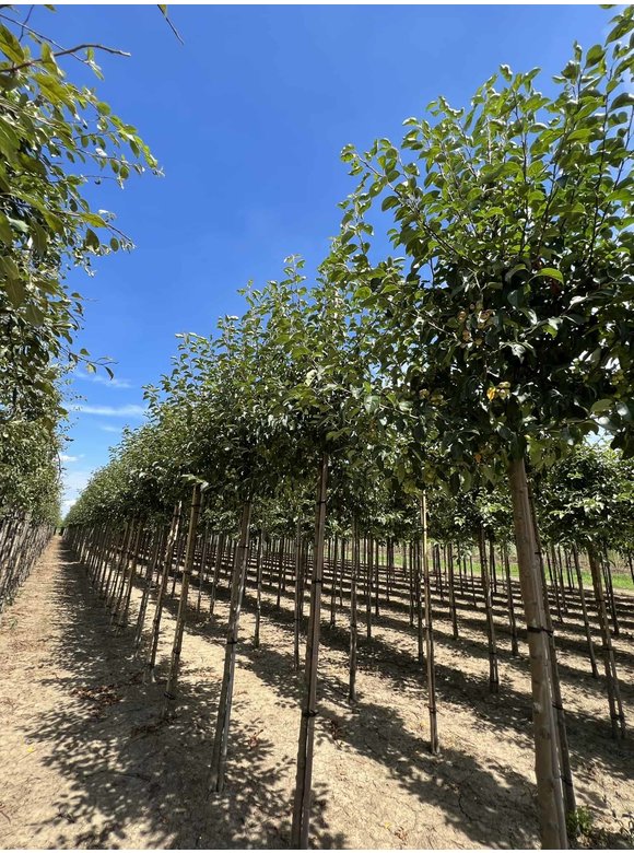 Zierapfel Malus ‘Braendkjaer’ | Malus ‘Braendkjaer’ Zierapfel Malus ‘Braendkjaer’ | Malus ‘Braendkjaer’