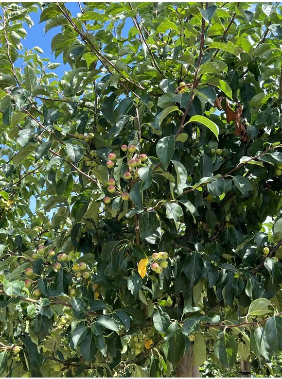 Zierapfel Malus ‘Braendkjaer’ | Malus ‘Braendkjaer’ Zierapfel Malus ‘Braendkjaer’ | Malus ‘Braendkjaer’