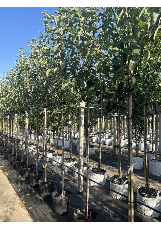 Apfelbaum 'Jonagold' | Malus domestica 'Jonagold' Apfelbaum 'Jonagold' | Malus domestica 'Jonagold'