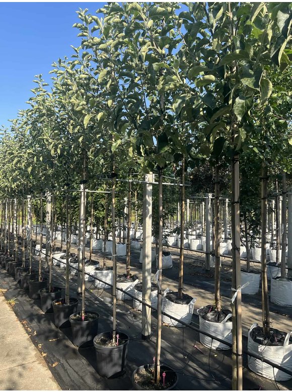 Apfelbaum 'Jonagold' | Malus domestica 'Jonagold' Apfelbaum 'Jonagold' | Malus domestica 'Jonagold'