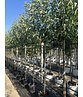 Apfelbaum 'Jonagold' | Malus domestica 'Jonagold' Apfelbaum 'Jonagold' | Malus domestica 'Jonagold'
