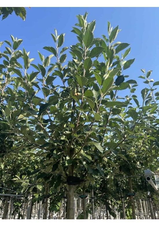 Apfelbaum 'James Grieve' | Malus domestica 'James Grieve'